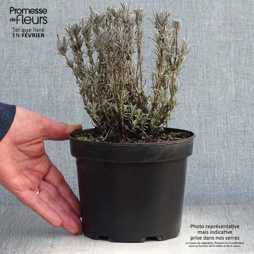 Exemplar von Lavande vraie - Lavandula angustifolia Alba en pot de 2/3 litres wie im Winter geliefert