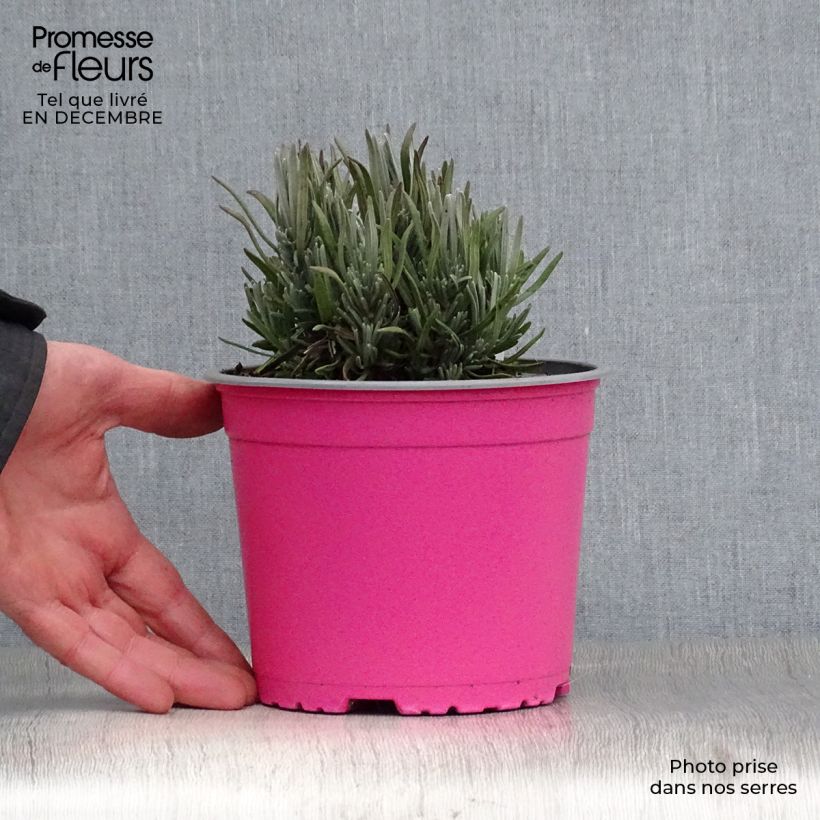 Exemplar von Lavande vraie - Lavandula angustifolia Rosea en pot de 2/3 litres wie im Winter geliefert