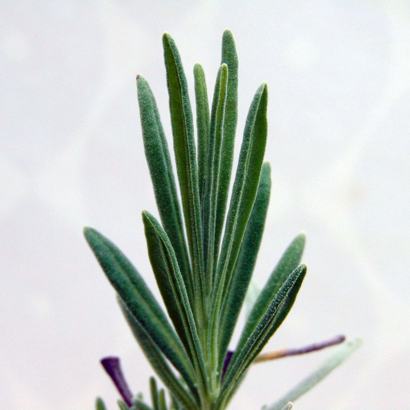 Lavandula intermedia Dutch Group - Provence-Lavendel (Laub)