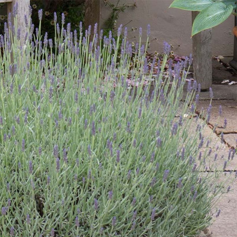 Lavandula Richard Gray - Lavendel (Blüte)