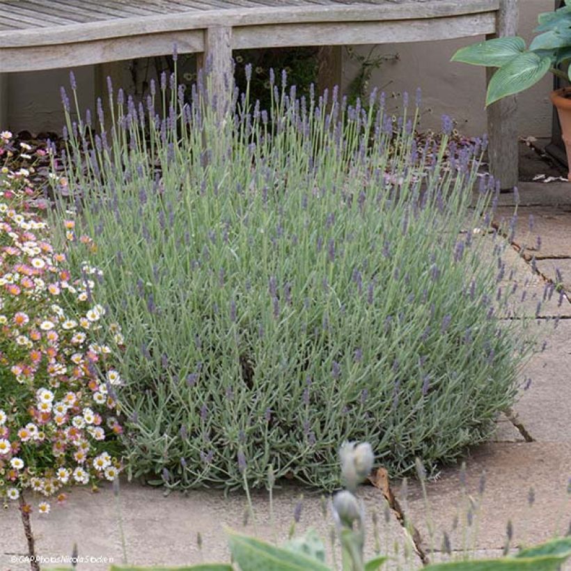 Lavandula Richard Gray - Lavendel (Hafen)