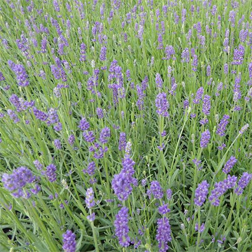 Lavandula angustifolia Essence Purple - Echter Lavendel (Blüte)