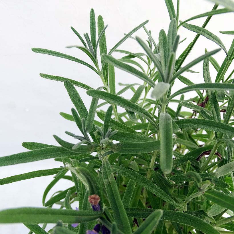 Lavandula angustifolia Essence Purple - Echter Lavendel (Laub)