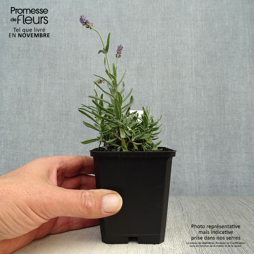 Exemplar von Lavandula angustifolia Essence Purple - Echter Lavendel wie im Herbst geliefert