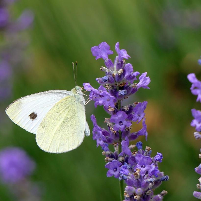 Lavandula angustifolia Siesta - Echter Lavendel (Blüte)