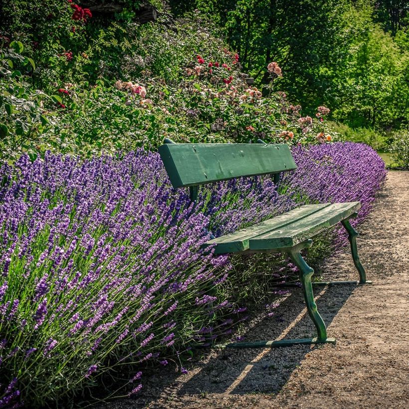 Lavandula angustifolia Siesta - Echter Lavendel (Hafen)