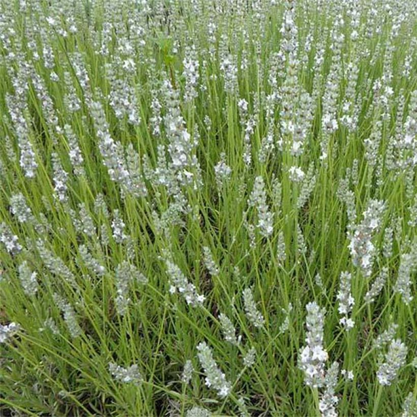 Lavandula angustifolia Silbermöwe - Echter Lavendel (Blüte)