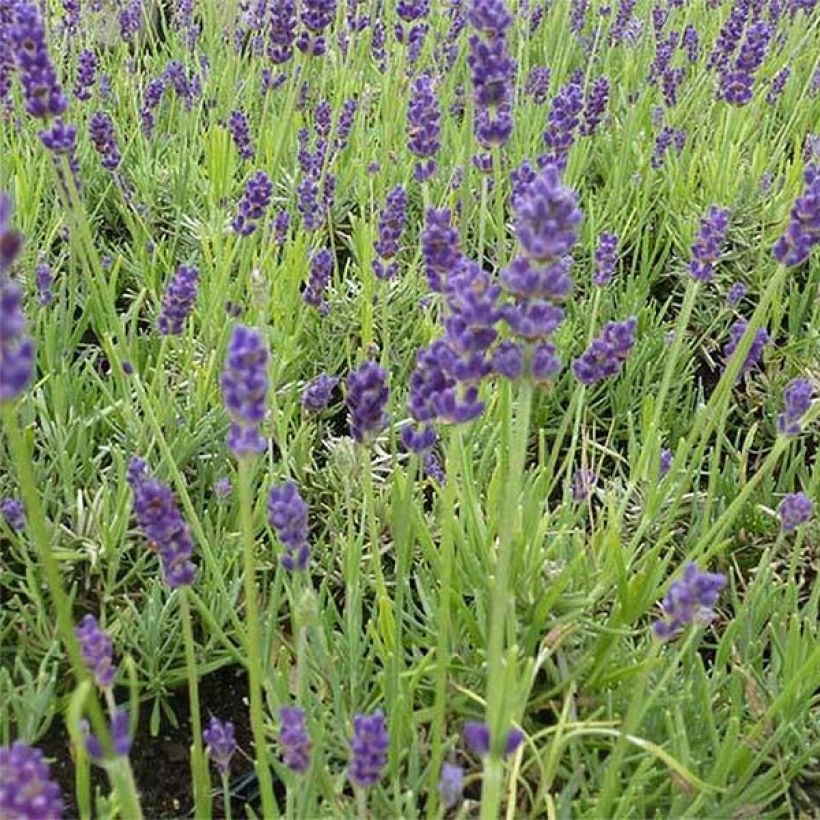 Lavandula angustifolia Twickel Purple - Echter Lavendel (Blüte)