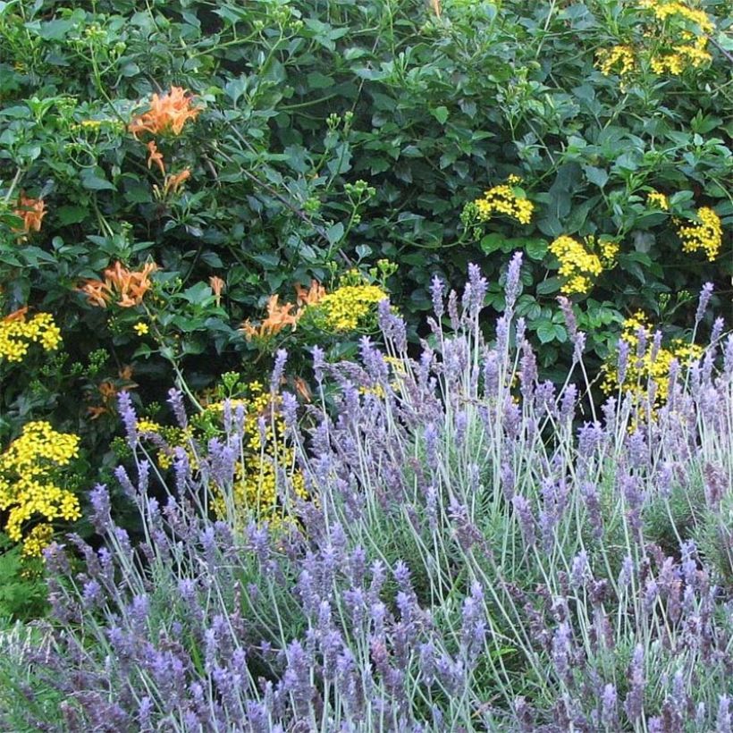 Lavandula dentata - Gezähnter Lavendel (Hafen)