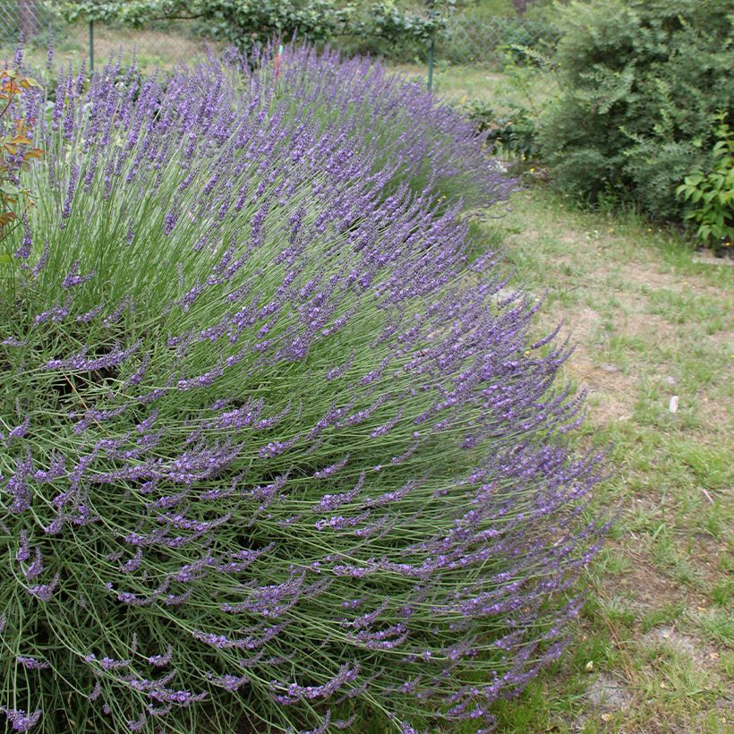 Lavandula intermedia Grosso - Provence-Lavendel (Hafen)