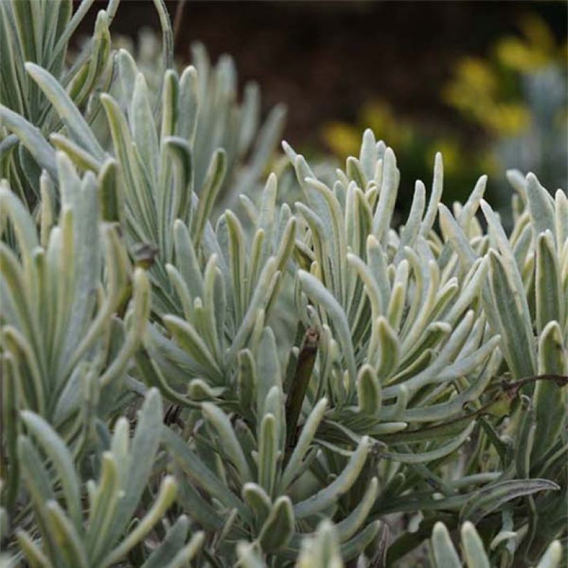 Lavandula intermedia Walburton's Silver Edge - Provence-Lavendel (Laub)