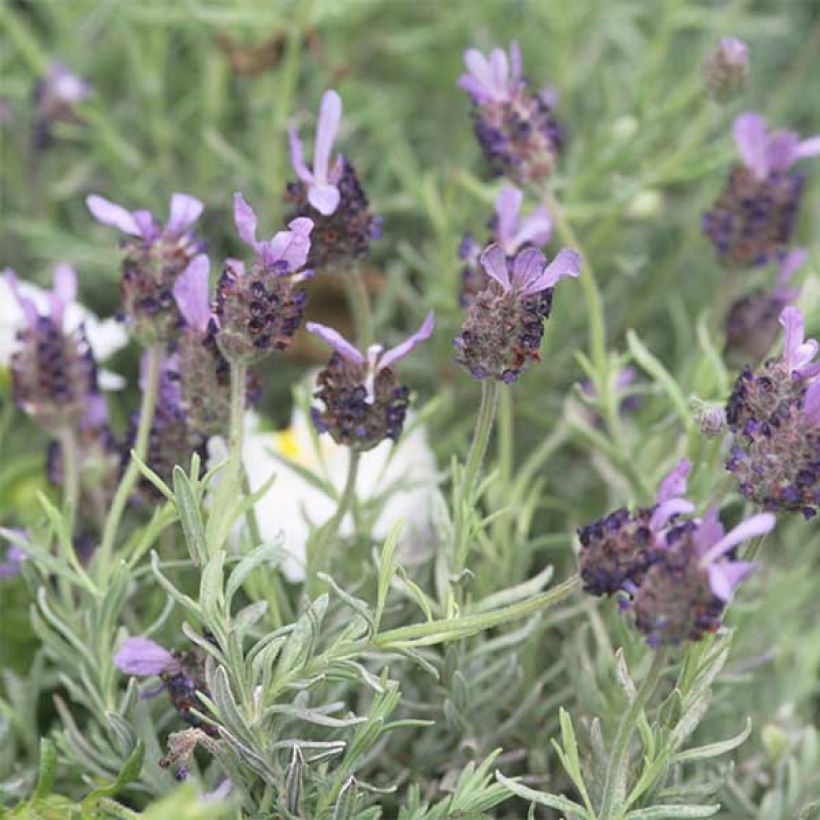 Lavandula Fat Head - Lavendel (Blüte)