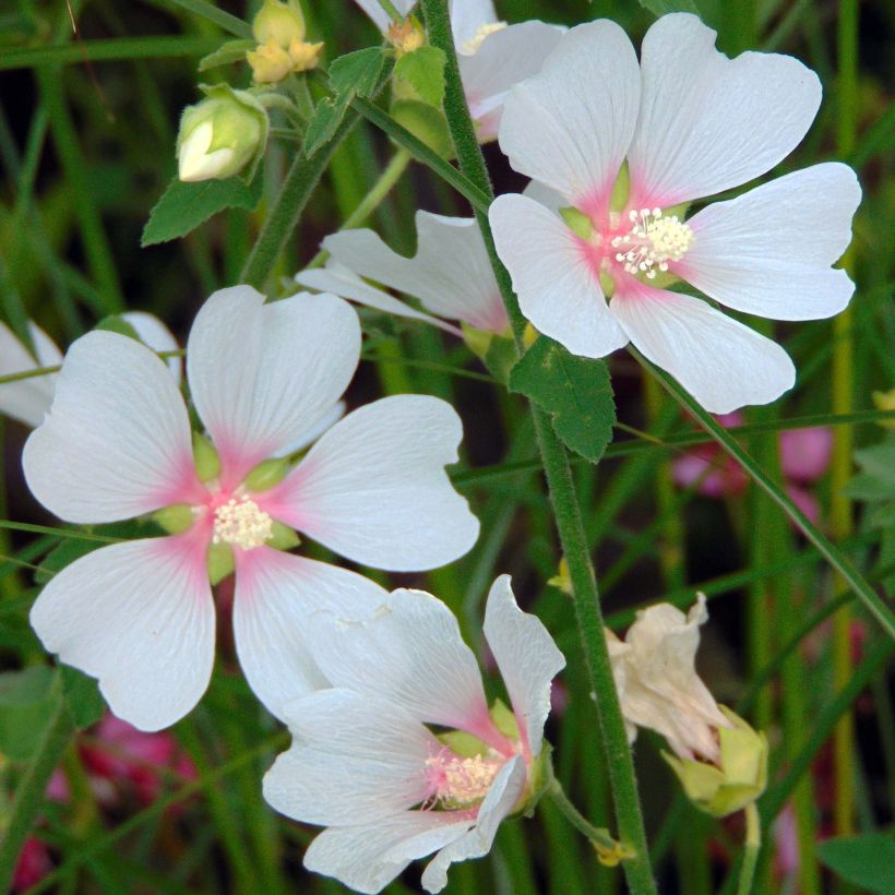 Buschmalve Frederique - Lavatera (Blüte)