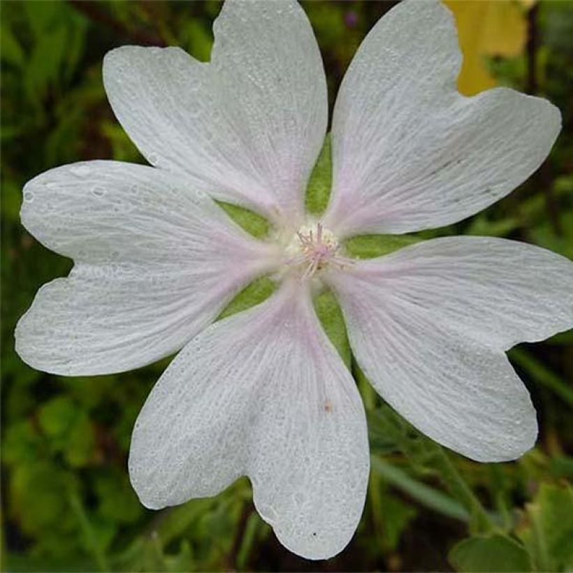 Buschmalve White Angel - Lavatera (Blüte)