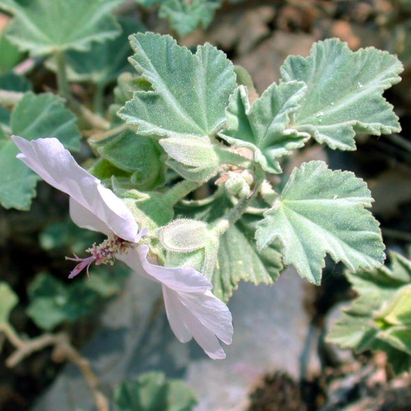 Lavatera maritima - Mittelmeer-Strauchmalve (Laub)