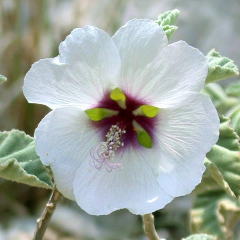 Lavatera maritima - Mittelmeer-Strauchmalve (Blüte)