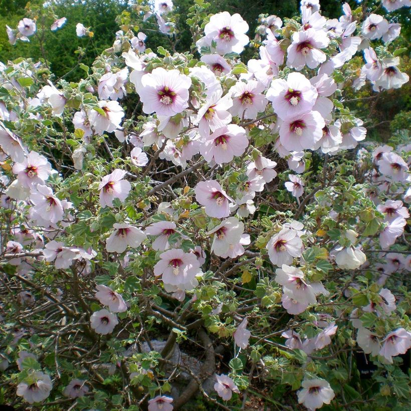 Lavatera maritima - Mittelmeer-Strauchmalve (Hafen)