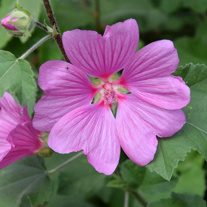 Lavatera olbia Rosea - Strauchpappel (Blüte)