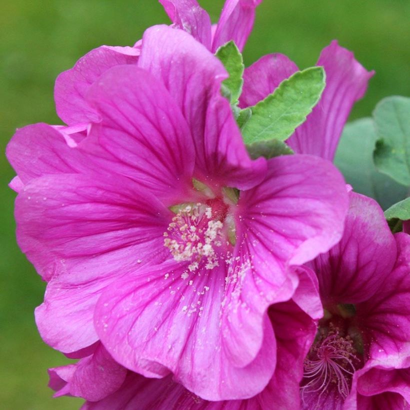 Lavatera thuringiaca Bredon Springs - Strauchpappel (Blüte)