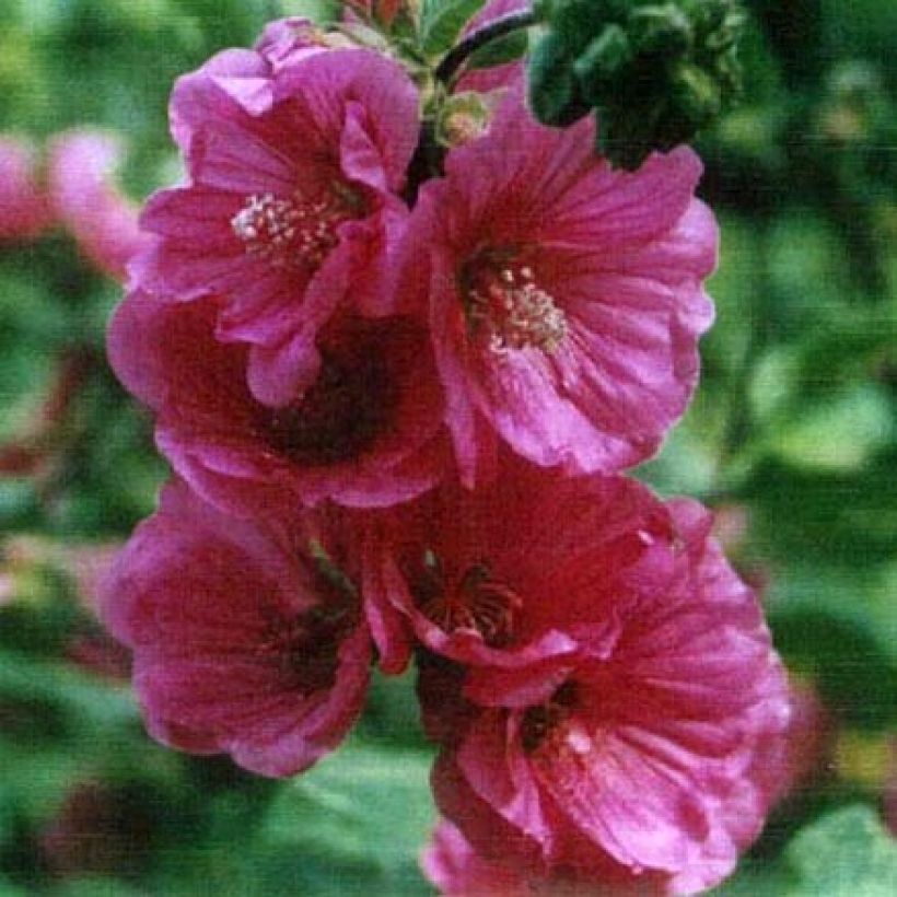 Buschmalve Red Rum - Lavatera (Blüte)