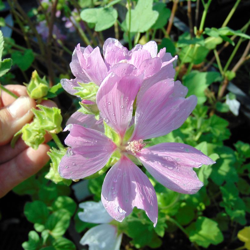 Buschmalve Blushing Bride - Lavatera (Blüte)