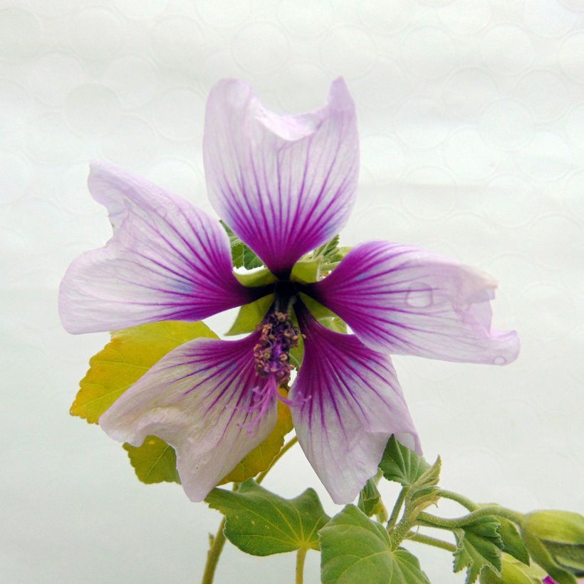 Lavatera maritima Bicolor - Mittelmeer-Strauchmalve (Blüte)