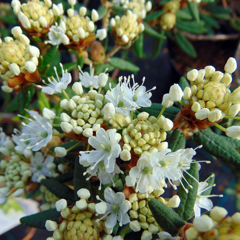 Ledum groenlandicum Helma - Grönländischer Porst (Blüte)