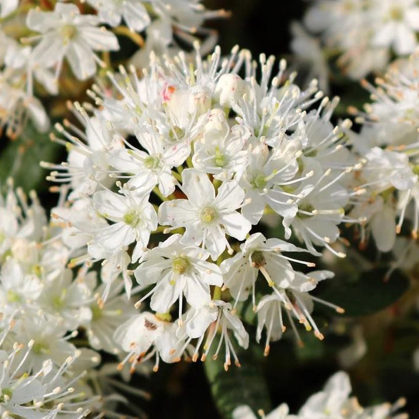 Ledum groenlandicum Compactum - Grönländischer Porst (Blüte)