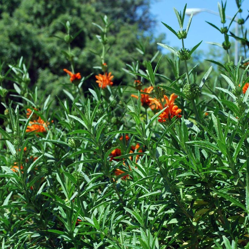 Leonotis leonurus - Afrikanisches Löwenohr (Laub)