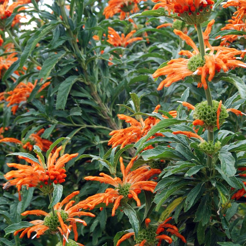 Leonotis leonurus - Afrikanisches Löwenohr (Blüte)