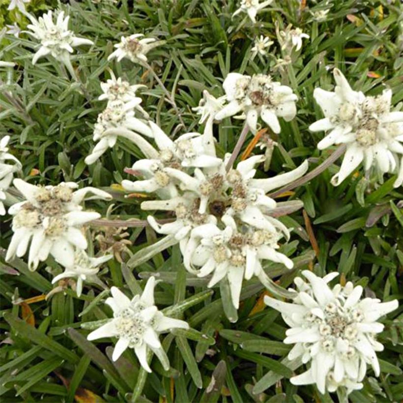 Alpen-Edelweiß Mont Blanc - Leontopodium alpinum (Blüte)