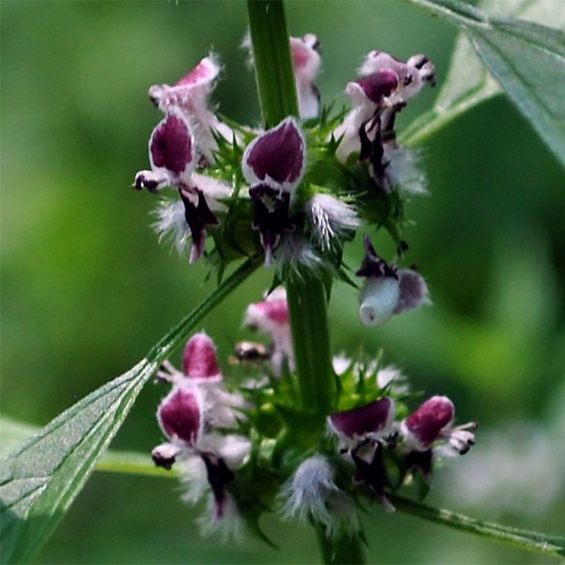 Leonurus cardiaca - Echter Löwenschwanz (Blüte)