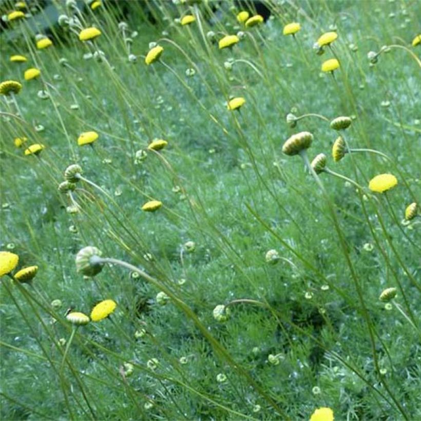 Cotula hispida - Laugenblume (Blüte)