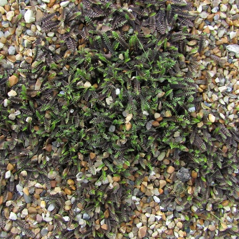 Leptinella squalida - Fiederpolster (Hafen)