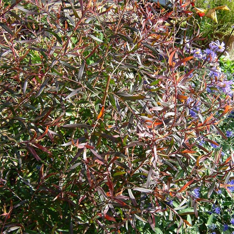 Leptospermum macrocarpum Copper Sheen - Steinsame (Laub)