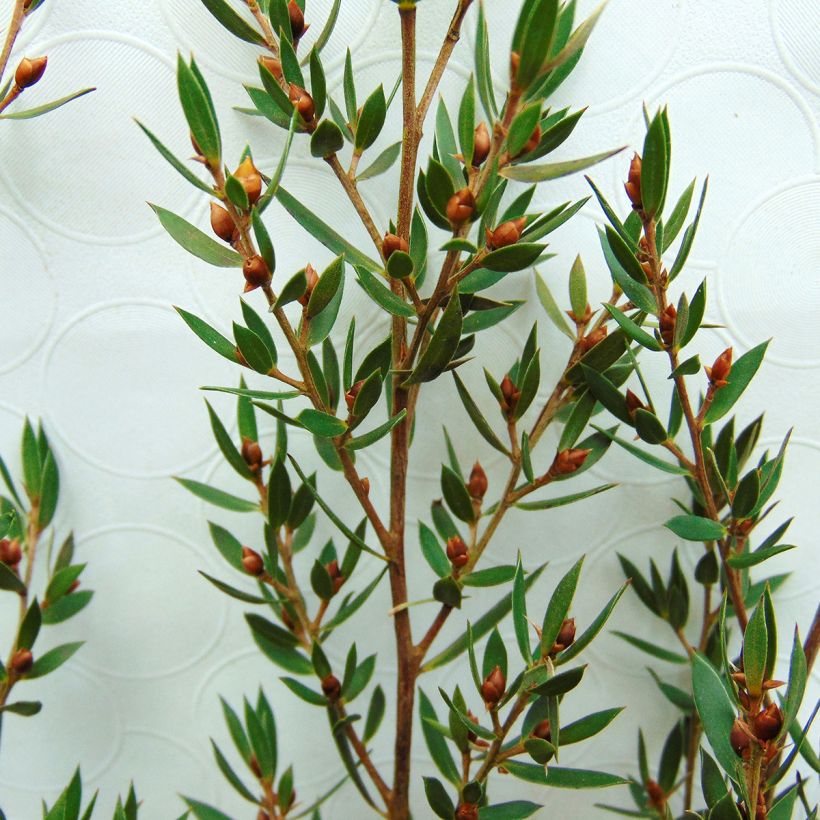 Leptospermum Karo Pearl Star - Steinsame (Laub)