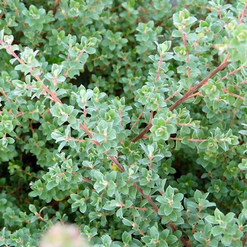 Leptospermum lanigerum Karo Silver Ice - Steinsame (Laub)