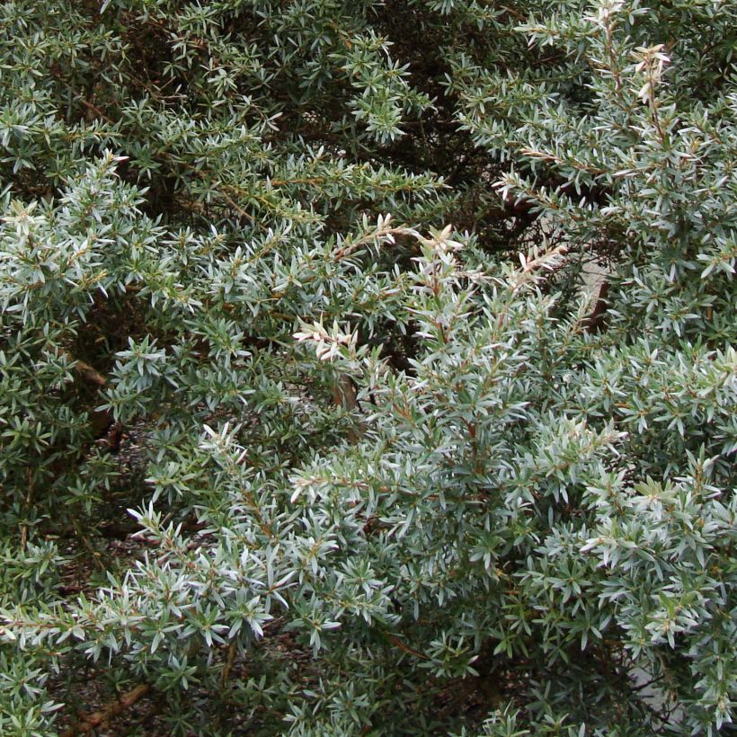 Leptospermum lanigerum Silver Sheen - Steinsame (Laub)