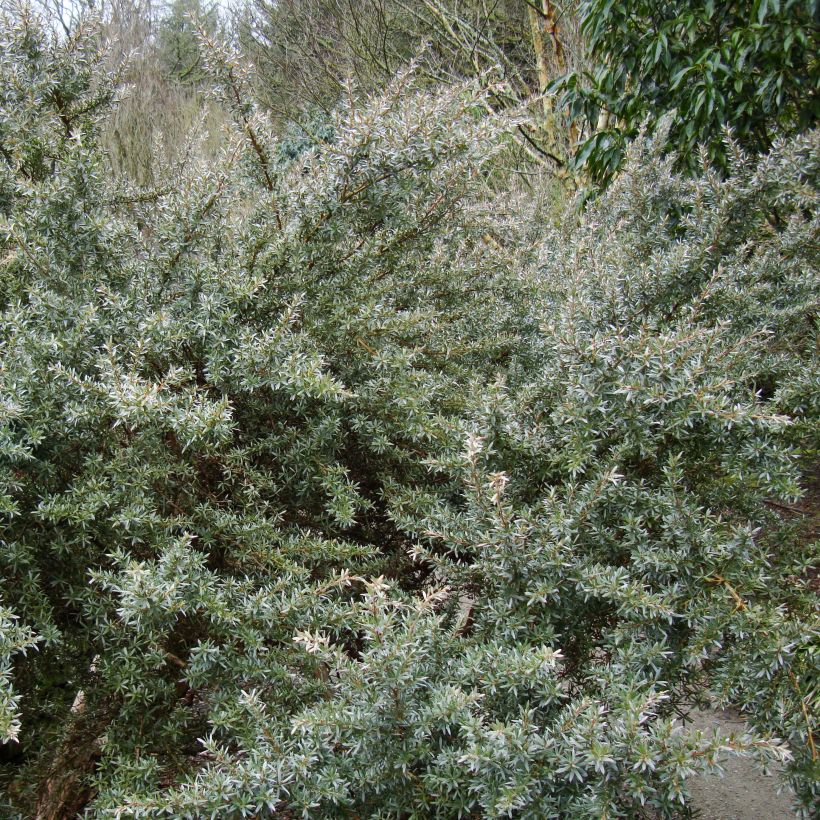 Leptospermum lanigerum Silver Sheen - Steinsame (Hafen)