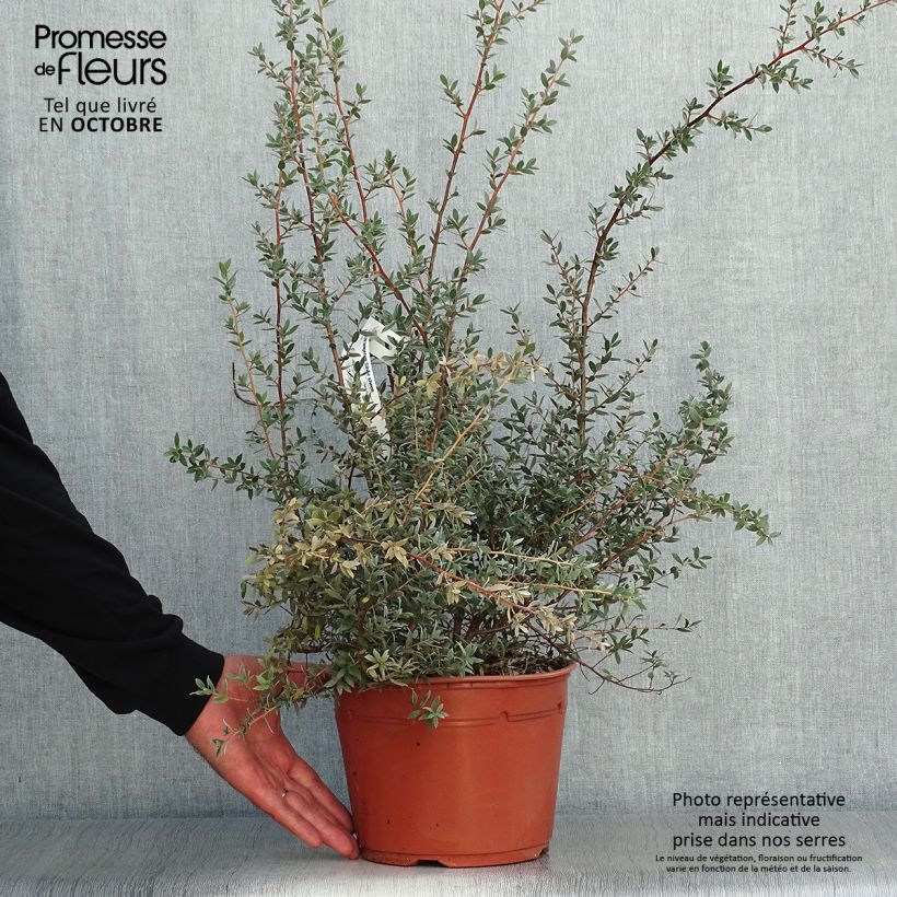 Exemplar von Leptospermum lanigerum Silver Sheen - Steinsame wie im Herbst geliefert