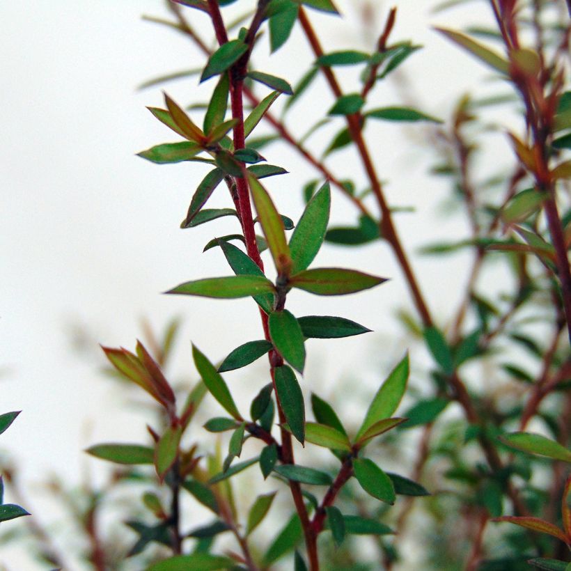 Leptospermum scoparium Wiri Kerry - Steinsame (Laub)