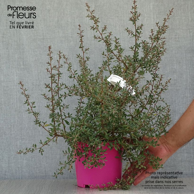 Exemplar von Leptospermum lanigerum Mesmer Eyes - Arbre à thé Pot de 3L wie im Herbst geliefert