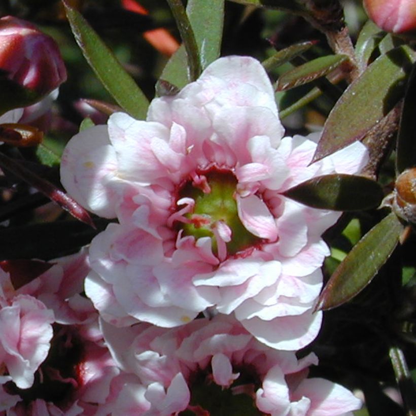 Leptospermum scoparium Apple blossom - Steinsame (Blüte)