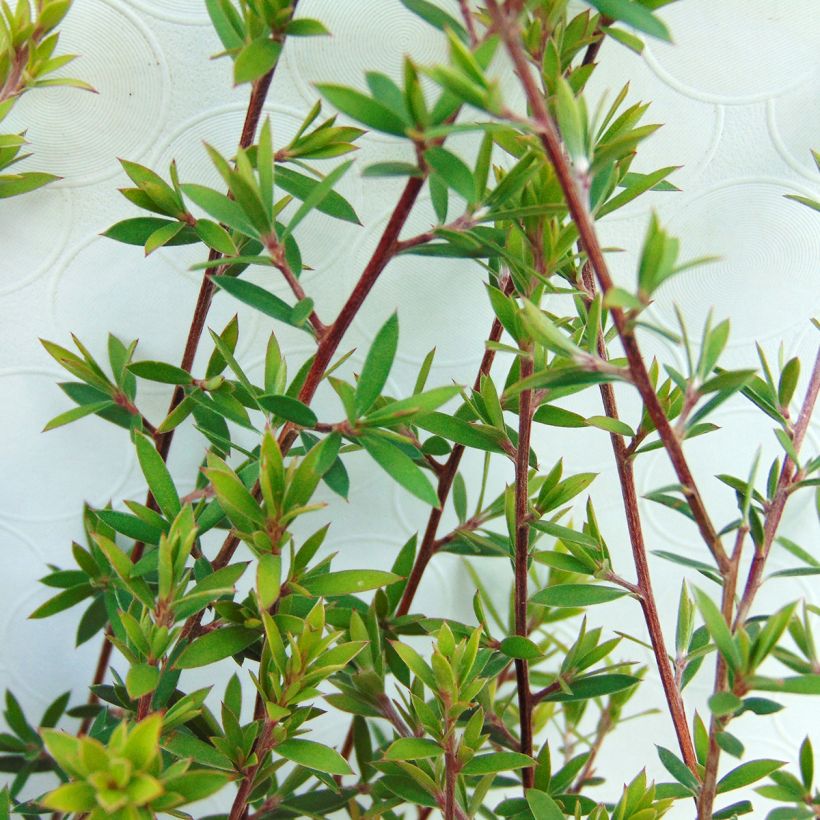 Leptospermum scoparium Blanc - Steinsame (Laub)