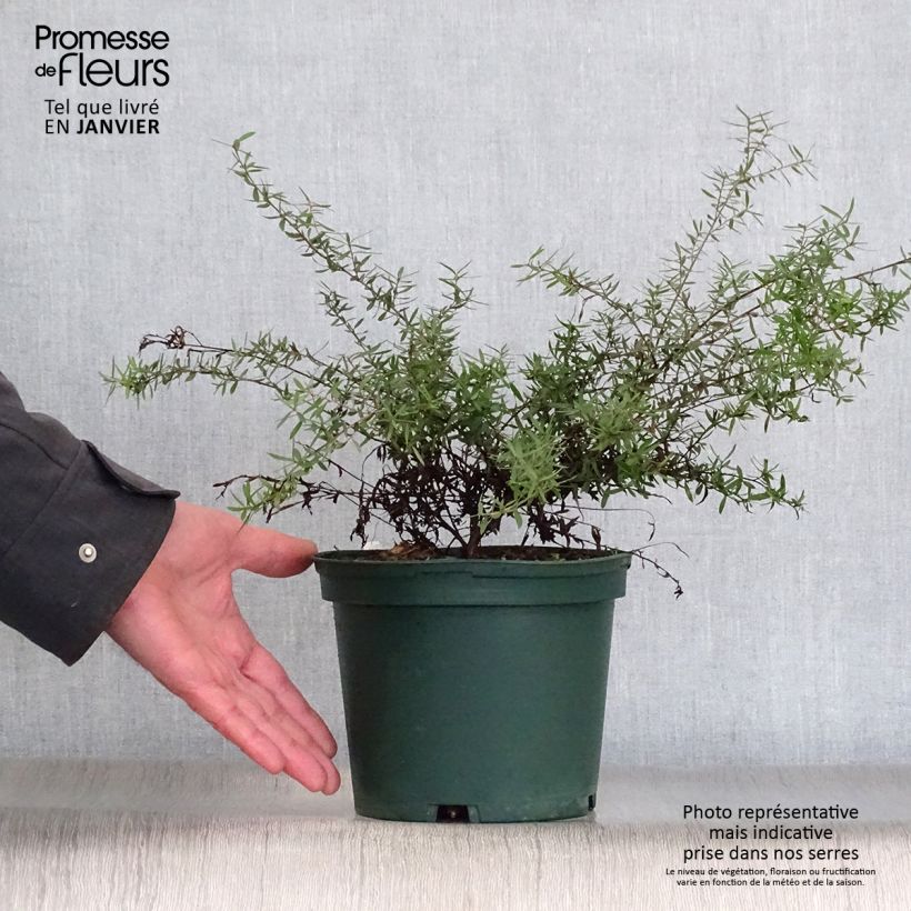 Exemplar von Leptospermum scoparium Blanc Pot de 2L/3L wie im Winter geliefert