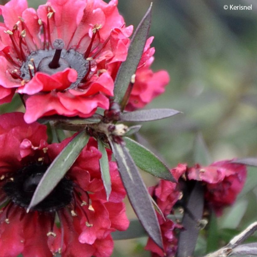 Leptospermum scoparium Crimson Glory - Steinsame (Laub)