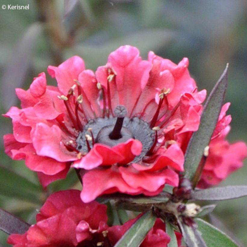 Leptospermum scoparium Crimson Glory - Steinsame (Blüte)