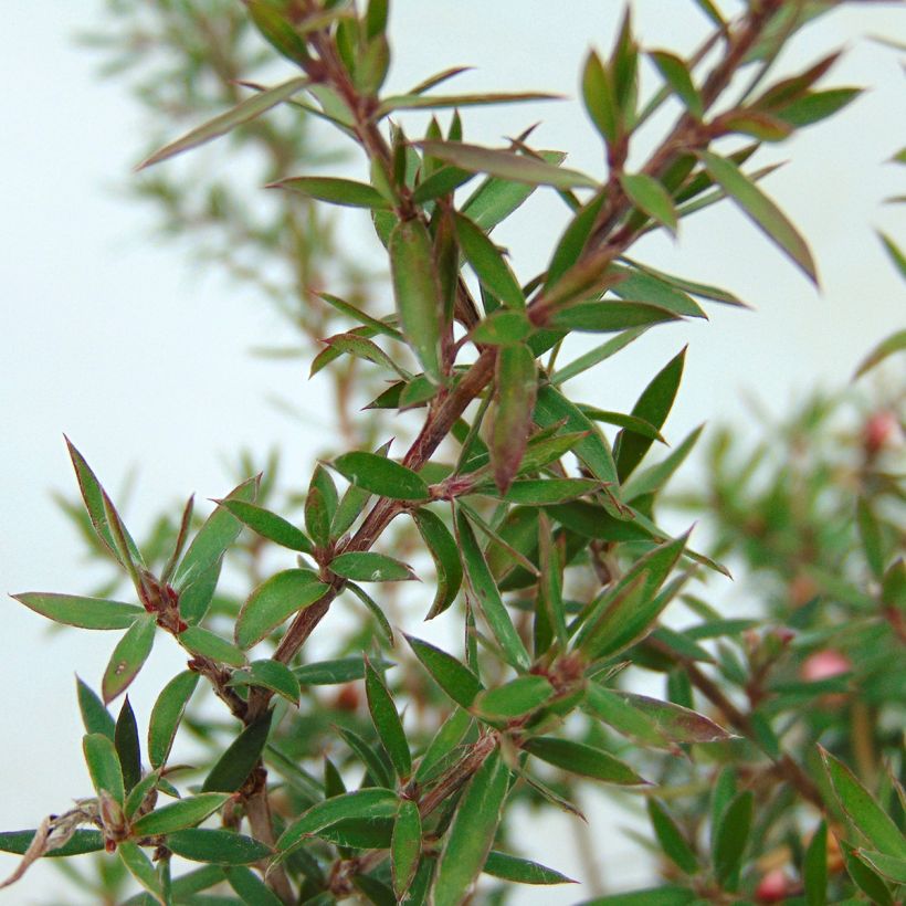 Leptospermum scoparium Jubilee - Steinsame (Laub)