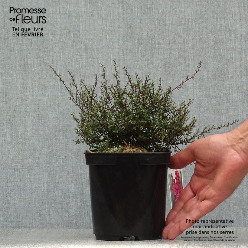 Exemplar von Leptospermum scoparium Nanum Kiwi - Arbre à thé de Nouvelle-Zélande Pot de 2L wie im Herbst geliefert