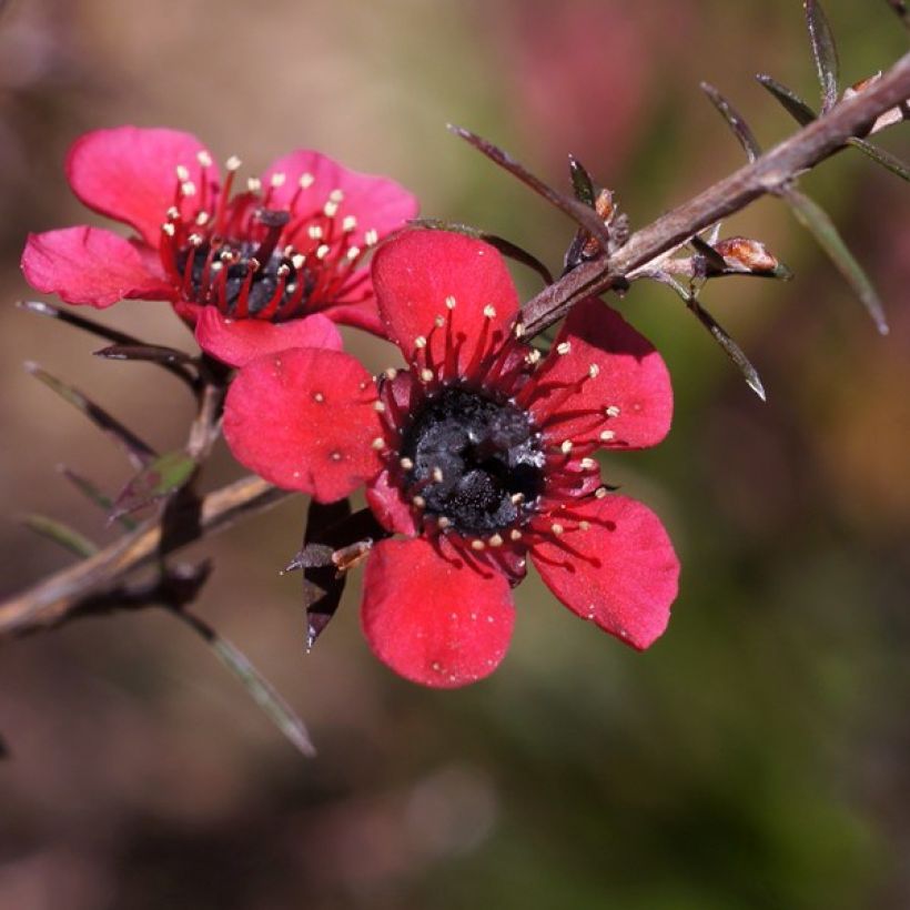 Leptospermum scoparium Nanum Kiwi - Steinsame (Blüte)